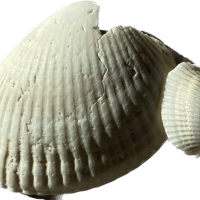 my modest proposal – A.E. Janes